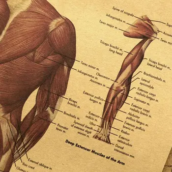 Človeška Anatomija Mišic Sistem Umetnosti Plakatov, Tiskanje Telo Zemljevid, Platno Stenske Slike Za Izobraževanje Doma Dekor