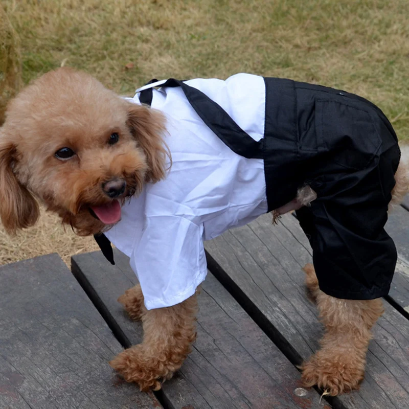 Pes Gospoda, Obleko Obleko Luksuzna Oblačila za Pse, Spomladi in Jeseni Trakov štirinožni Pes Obleke Modni Oblačila za Pse, za Chihuahua
