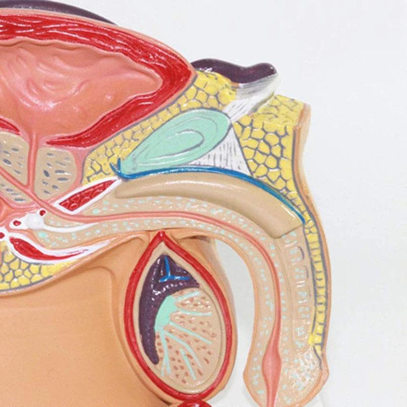 Male Medenice Sagittal Anatomija Model Moški Reproduktivni Organ Model Reproduktivni Sistem Medicinski Model Poučevanja Orodje