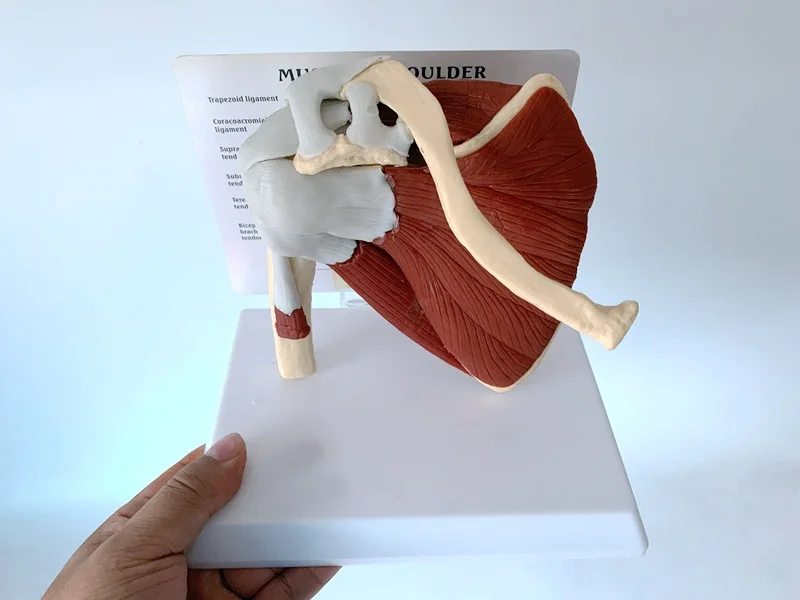 Lopatico Clavicular mišice model Medicinskih pripomočkov za poučevanje za funkcionalno križne vezi za kosti skupnega človeškega okostja